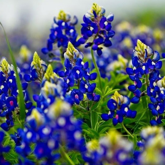 Meet your Posher, Dot - Picture 3 of 3